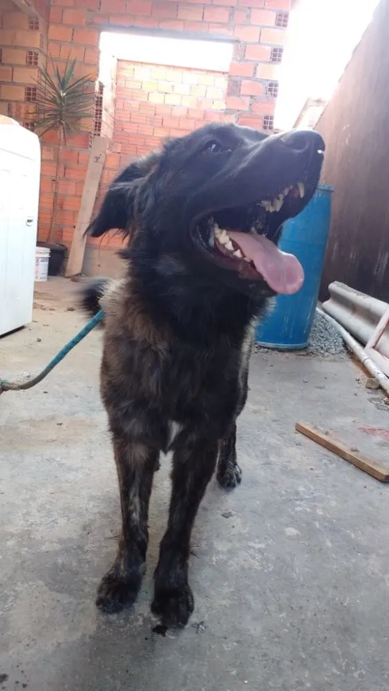 Cachorro ra a Golden retriever com labrador idade 1 ano nome Nutella