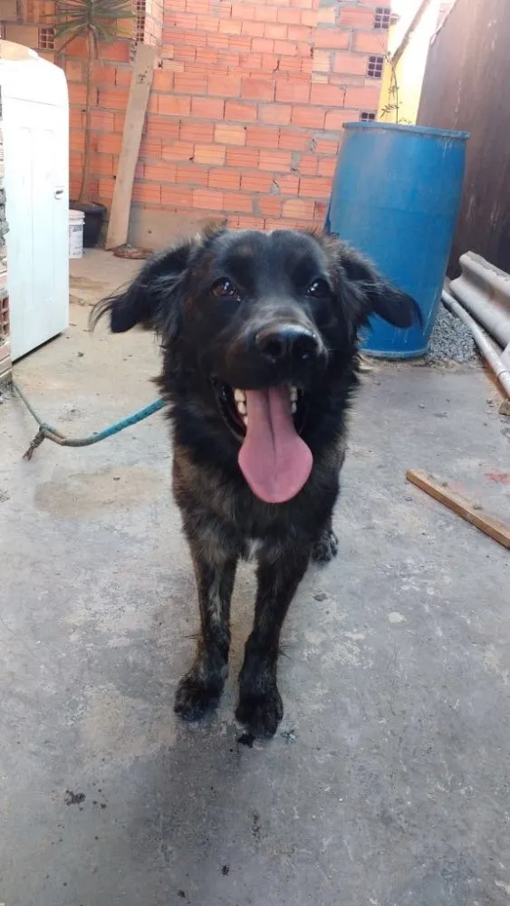 Cachorro ra a Golden retriever com labrador idade 1 ano nome Nutella