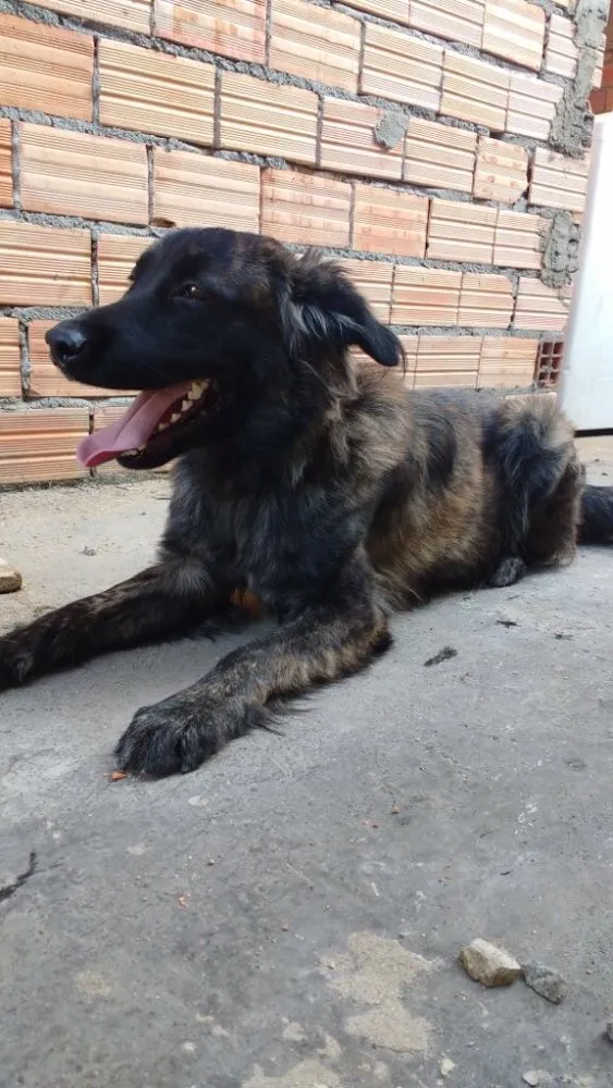 Cachorro ra a Golden retriever com labrador idade 1 ano nome Nutella