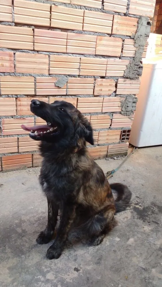Cachorro ra a Golden retriever com labrador idade 1 ano nome Nutella