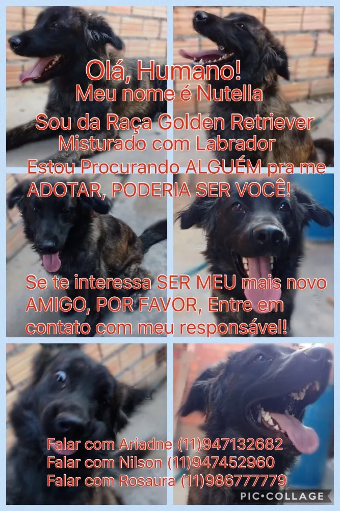 Cachorro ra a Golden retriever com labrador idade 1 ano nome Nutella