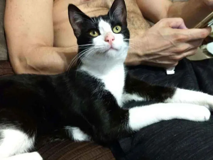 Gato ra a Sem raça definida idade 7 a 11 meses nome Yuri