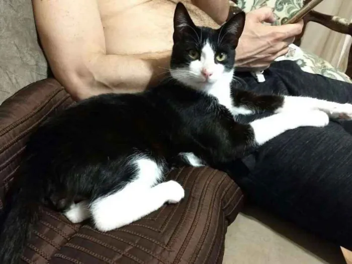 Gato ra a Sem raça definida idade 7 a 11 meses nome Yuri