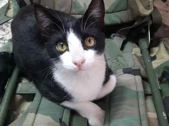 Gato ra a Sem raça definida idade 7 a 11 meses nome Yuri