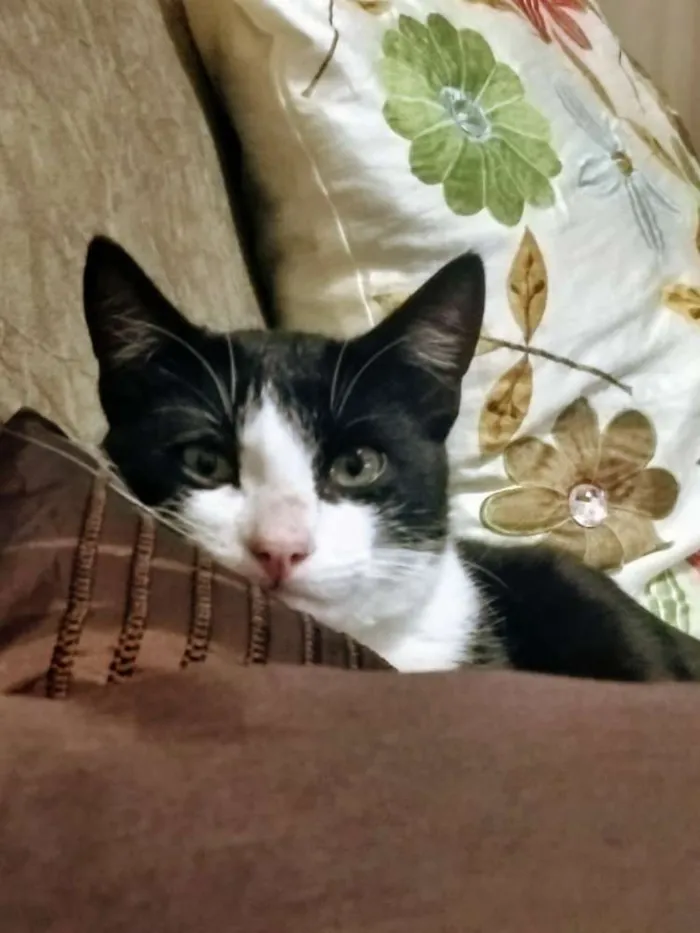 Gato ra a Sem raça definida idade 7 a 11 meses nome Yuri