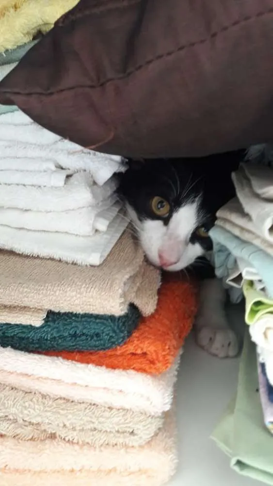 Gato ra a Sem raça definida idade 7 a 11 meses nome Yuri