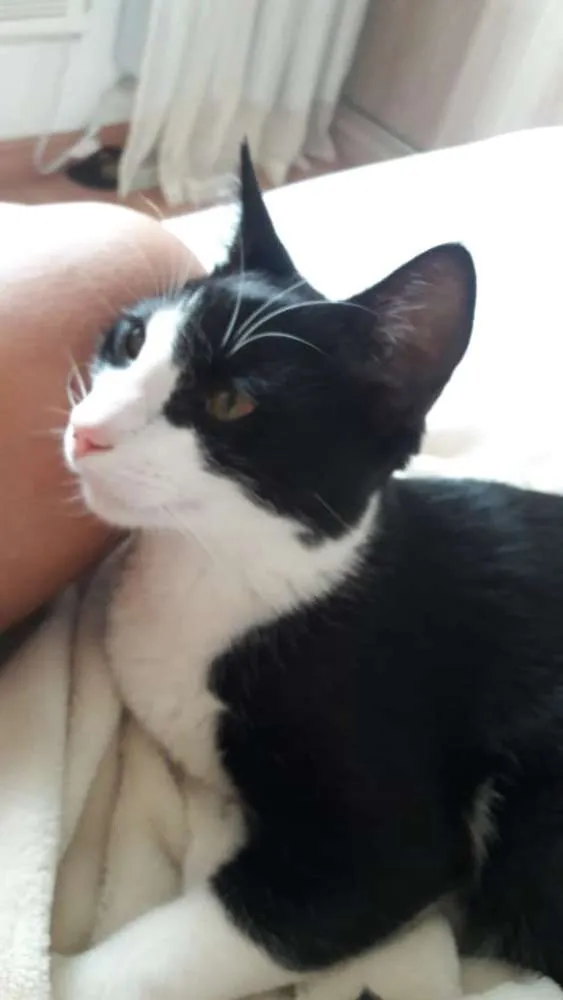 Gato ra a Sem raça definida idade 7 a 11 meses nome Yuri