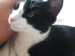 Gato raça Sem raça definida idade 7 a 11 meses nome Yuri