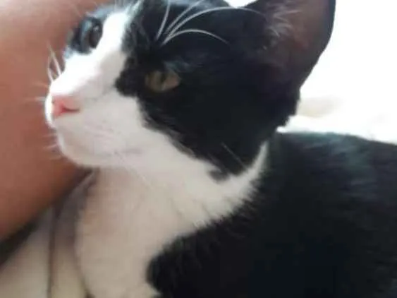 Gato ra a Sem raça definida idade 7 a 11 meses nome Yuri