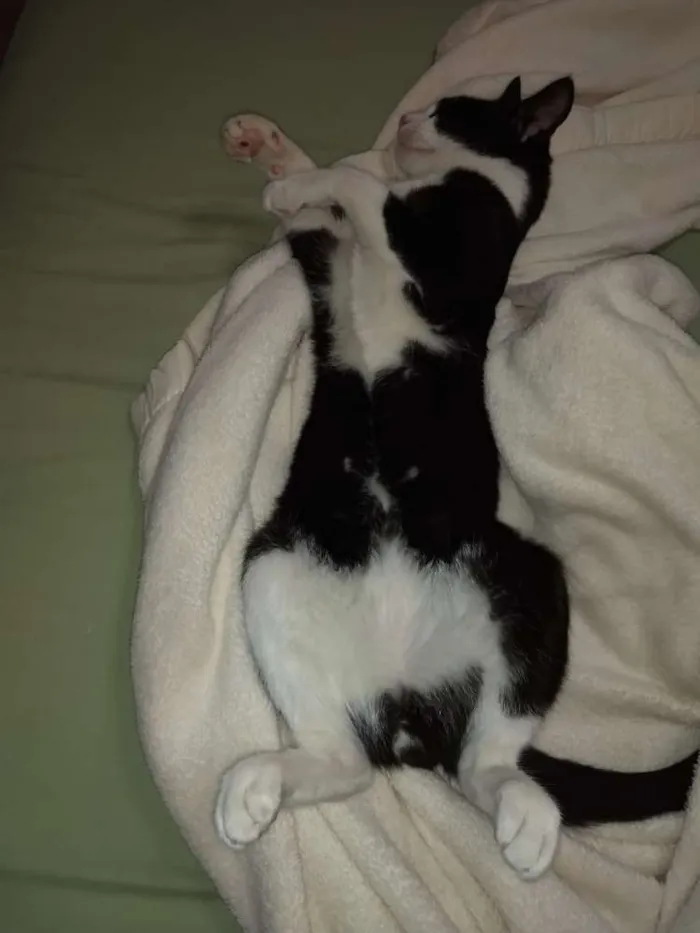 Gato ra a Sem raça definida idade 7 a 11 meses nome Yuri