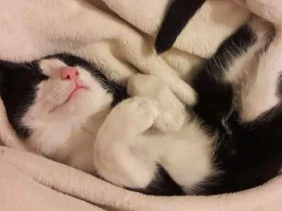 Gato ra a Sem raça definida idade 7 a 11 meses nome Yuri