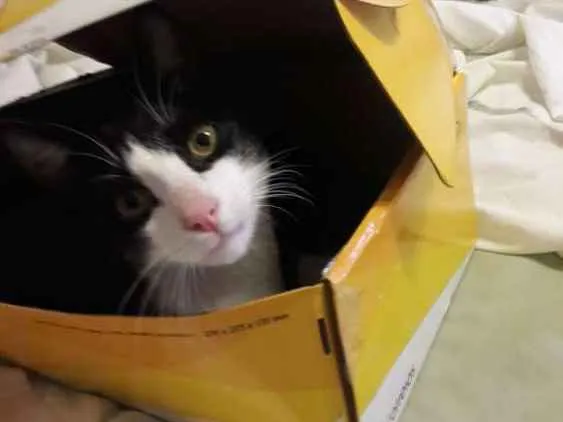 Gato ra a Sem raça definida idade 7 a 11 meses nome Yuri
