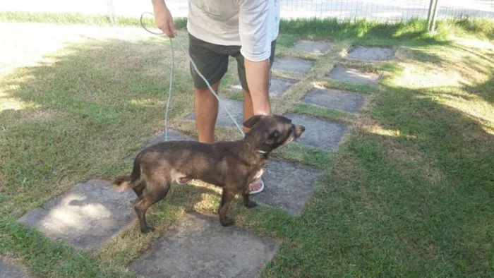 Cachorro ra a Pastor belga de mallinois idade 2 anos nome Mel