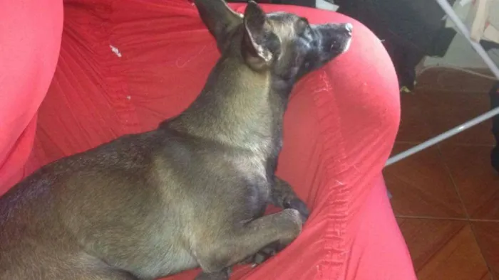 Cachorro ra a Pastor belga de mallinois idade 2 anos nome Mel