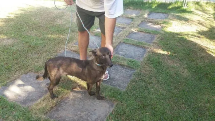Cachorro ra a Pastor belga de mallinois idade 2 anos nome Mel