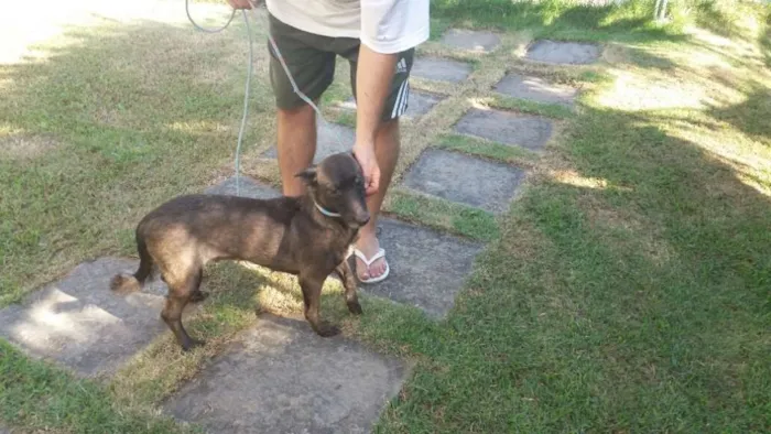 Cachorro ra a Pastor belga de mallinois idade 2 anos nome Mel