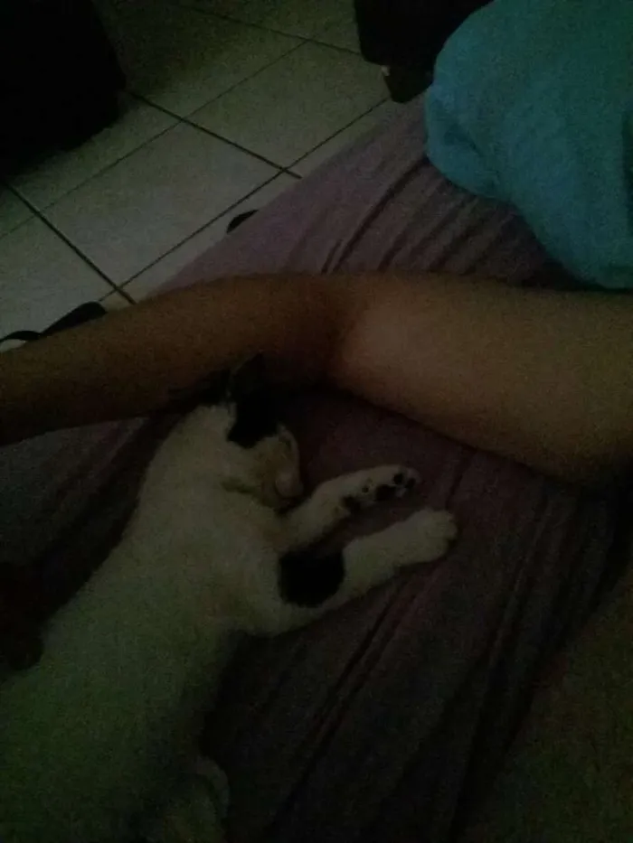 Gato raça Nao sei idade Abaixo de 2 meses nome Safira