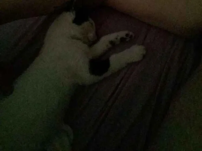 Gato raça Nao sei idade Abaixo de 2 meses nome Safira
