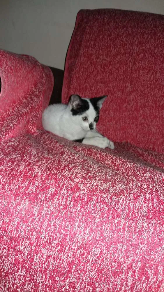 Gato raça Nao sei idade Abaixo de 2 meses nome Safira