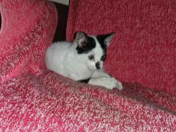 Gato raça Nao sei idade Abaixo de 2 meses nome Safira