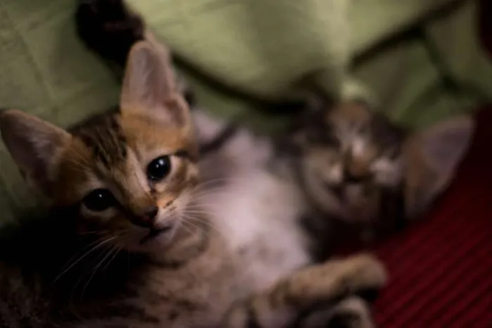 Gato ra a  idade 2 a 6 meses nome Ainda sem nome