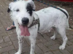 Cachorro raça SRD idade 1 ano nome Nina