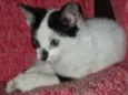 Safira