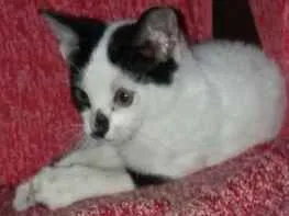 Gato raça Nao sei idade Abaixo de 2 meses nome Safira