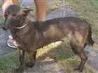 Cachorro raça Pastor belga de mallinois idade 2 anos nome Mel