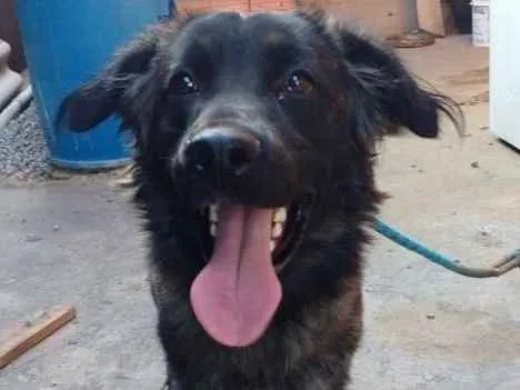 Cachorro ra a Golden retriever com labrador idade 1 ano nome Nutella