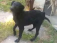 Pretinha