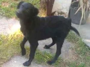 Cachorro raça Sem raça definida idade 7 a 11 meses nome Pretinha