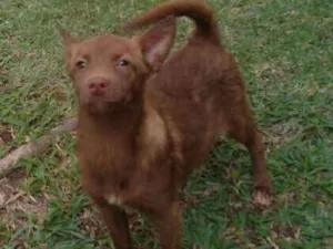 Cachorro raça Sem raça definida idade 7 a 11 meses nome Minie