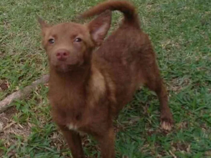 Cachorro ra a Sem raça definida idade 7 a 11 meses nome Minie