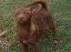 Cachorro raça Sem raça definida idade 7 a 11 meses nome Minie
