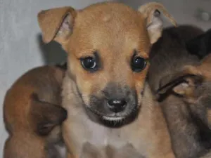 Cachorro raça Vira Lata idade 2 a 6 meses nome Sete cachorros