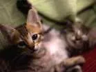 Gato raça  idade 2 a 6 meses nome Ainda sem nome