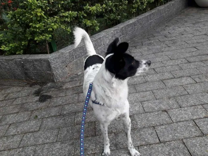 Cachorro raça SRD idade 1 ano nome Billy