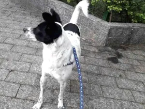 Cachorro raça SRD idade 1 ano nome Billy