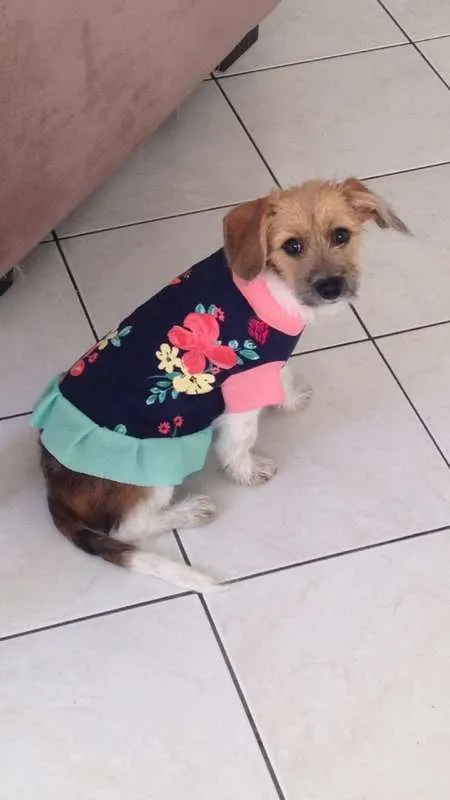 Cachorro ra a SRD idade 2 a 6 meses nome Lua
