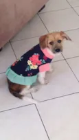 Lua