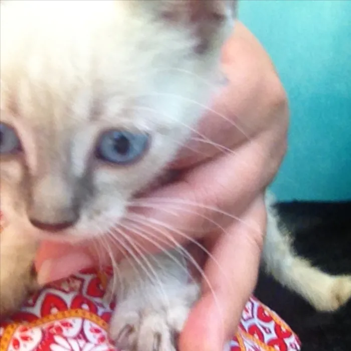 Gato ra a Acho que siamês com sem raça idade Abaixo de 2 meses nome Sem nome