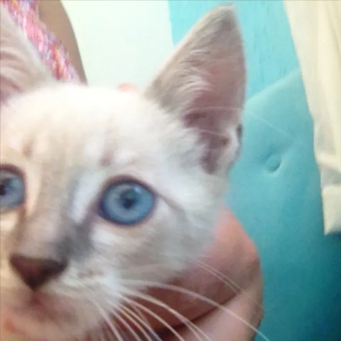 Gato ra a Acho que siamês com sem raça idade Abaixo de 2 meses nome Sem nome