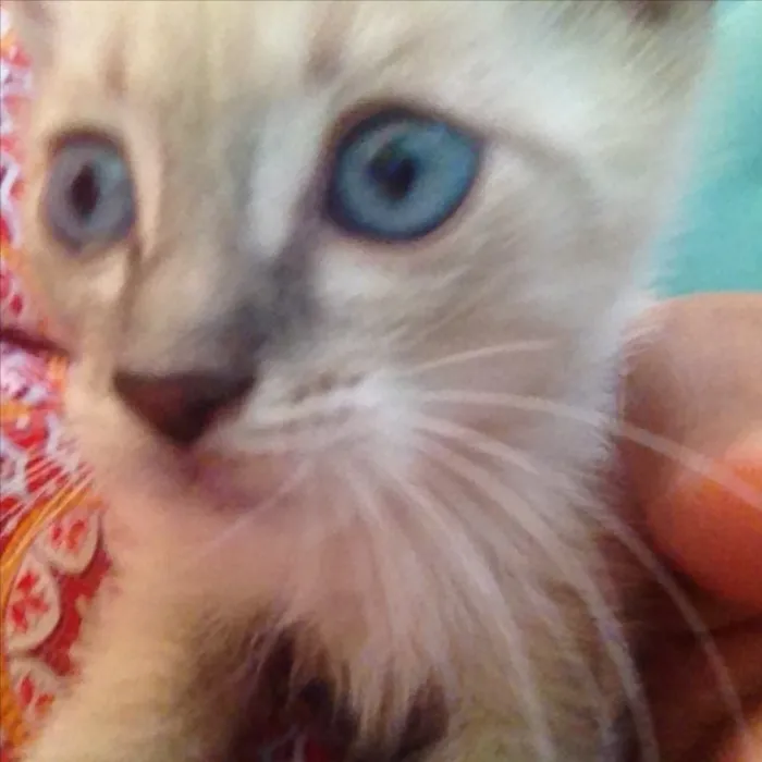 Gato ra a Acho que siamês com sem raça idade Abaixo de 2 meses nome Sem nome