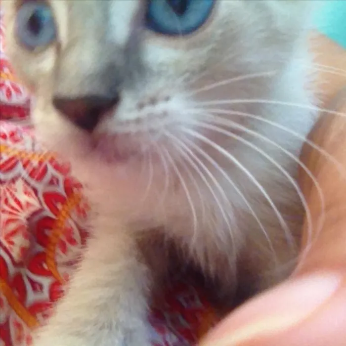 Gato ra a Acho que siamês com sem raça idade Abaixo de 2 meses nome Sem nome