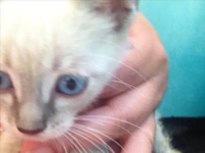 Gato ra a Acho que siamês com sem raça idade Abaixo de 2 meses nome Sem nome