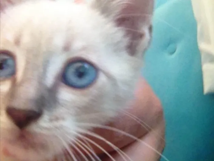 Gato ra a Acho que siamês com sem raça idade Abaixo de 2 meses nome Sem nome