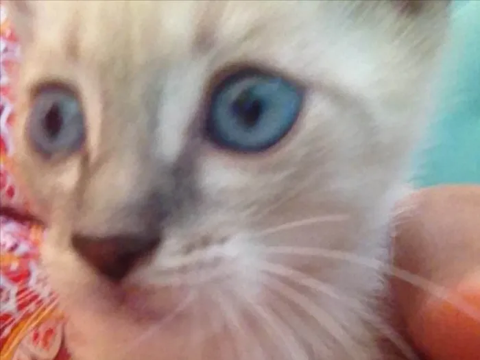 Gato ra a Acho que siamês com sem raça idade Abaixo de 2 meses nome Sem nome