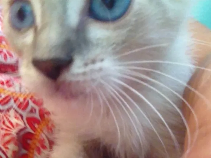 Gato ra a Acho que siamês com sem raça idade Abaixo de 2 meses nome Sem nome