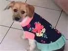 Cachorro raça SRD idade 2 a 6 meses nome Lua